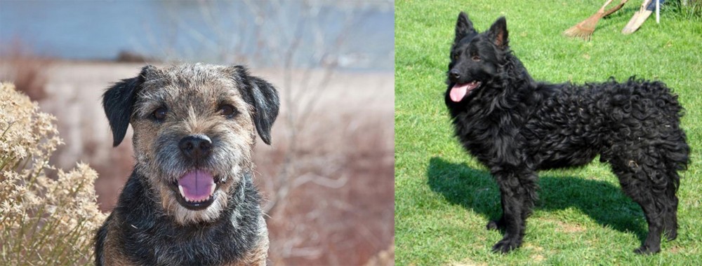 Croatian Sheepdog vs Border Terrier - Breed Comparison