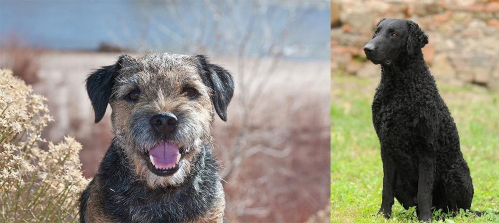 Curly Coated Retriever vs Border Terrier - Breed Comparison