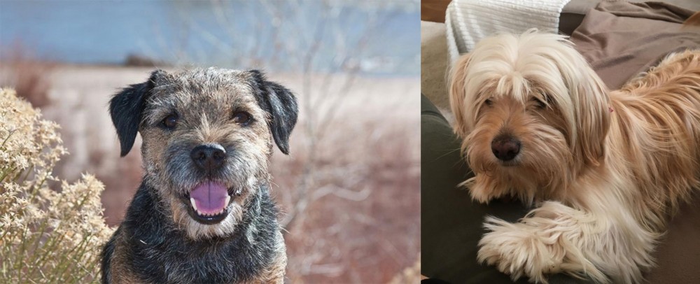 Cyprus Poodle vs Border Terrier - Breed Comparison