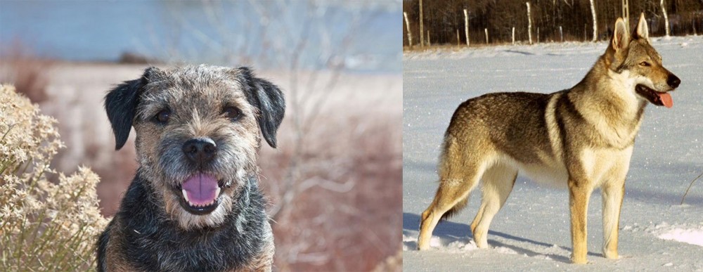 Czechoslovakian Wolfdog vs Border Terrier - Breed Comparison