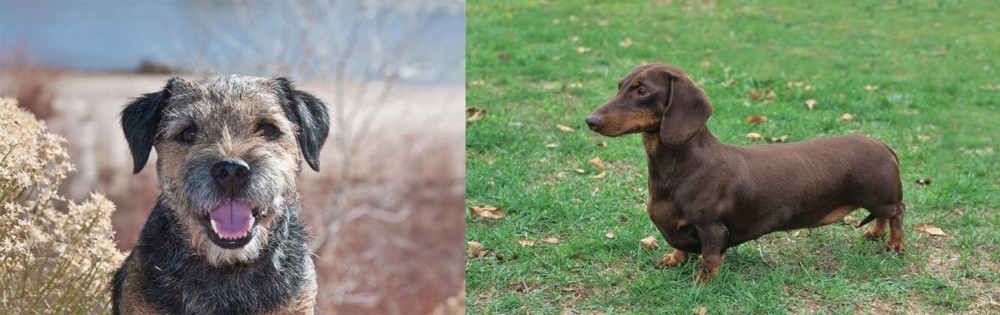 Dachshund vs Border Terrier - Breed Comparison
