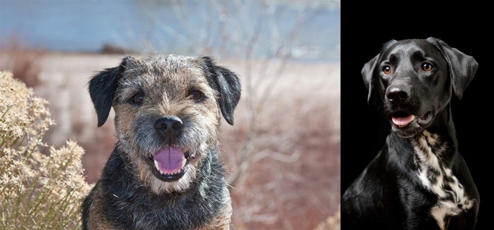 Dalmador vs Border Terrier - Breed Comparison