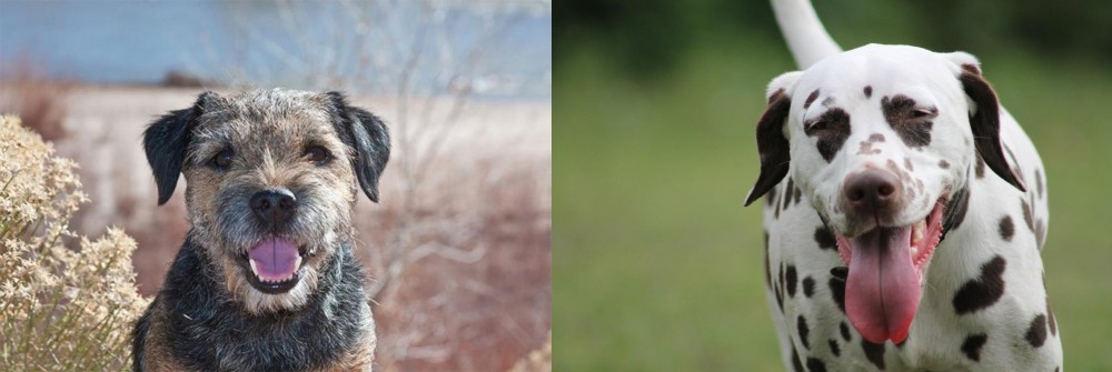 Dalmatian vs Border Terrier - Breed Comparison