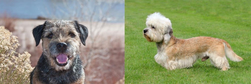 Dandie Dinmont Terrier vs Border Terrier - Breed Comparison