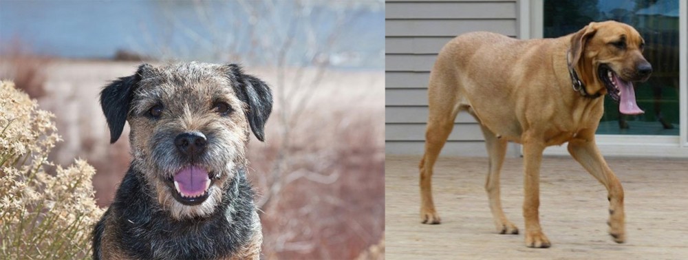 Danish Broholmer vs Border Terrier - Breed Comparison