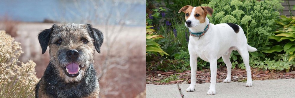 Danish Swedish Farmdog vs Border Terrier - Breed Comparison