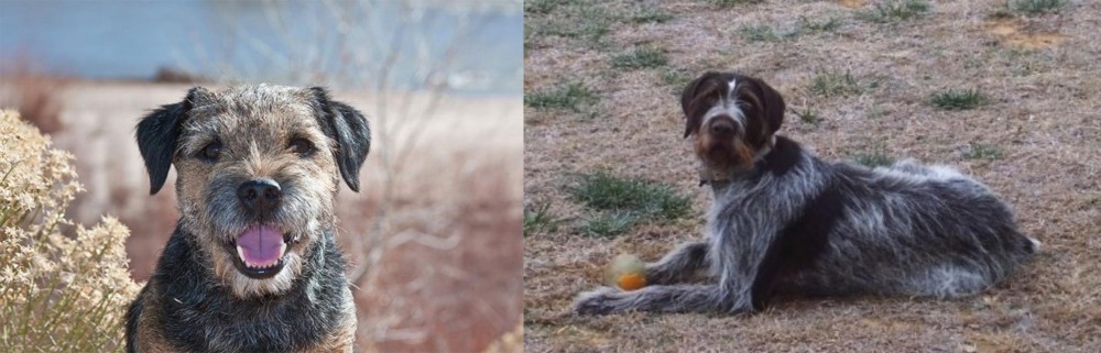 Deutsch Drahthaar vs Border Terrier - Breed Comparison
