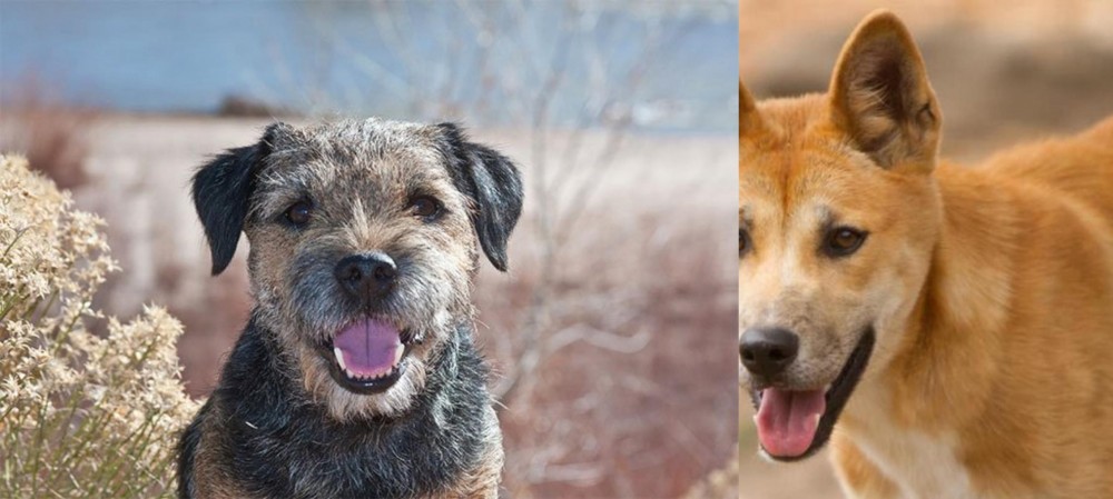 Dingo vs Border Terrier - Breed Comparison