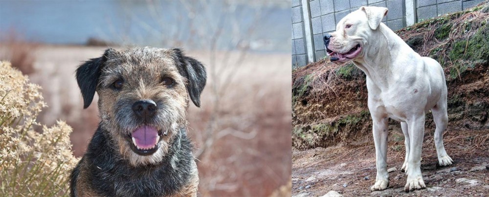 Dogo Guatemalteco vs Border Terrier - Breed Comparison