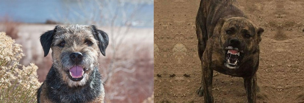 Dogo Sardesco vs Border Terrier - Breed Comparison