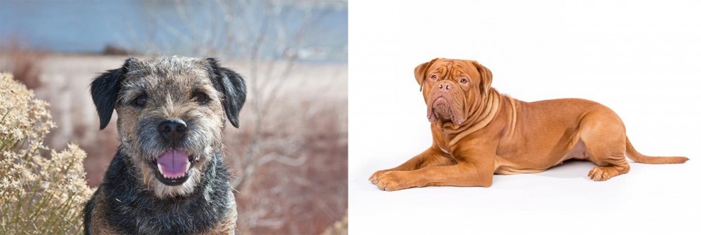 Dogue De Bordeaux vs Border Terrier - Breed Comparison