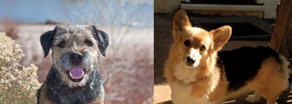 Dorgi vs Border Terrier - Breed Comparison