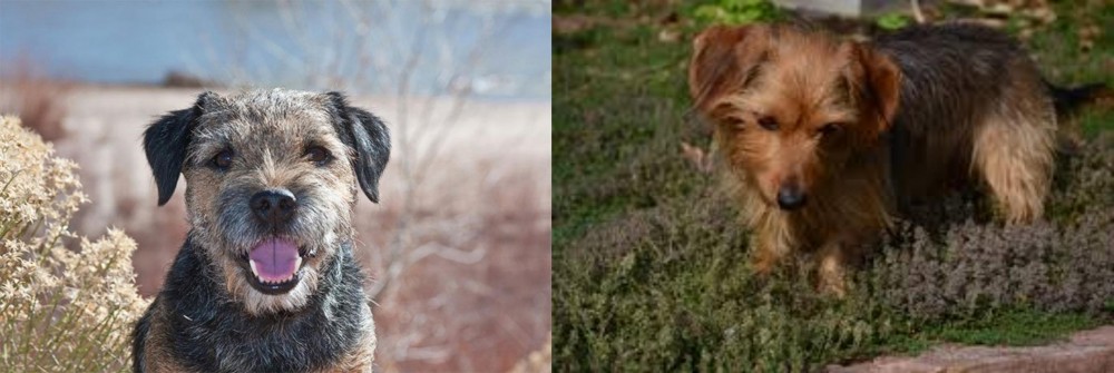 Dorkie vs Border Terrier - Breed Comparison