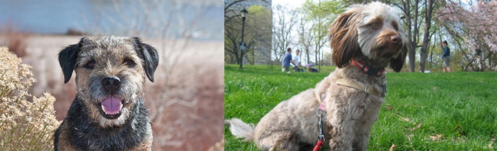 Doxiepoo vs Border Terrier - Breed Comparison
