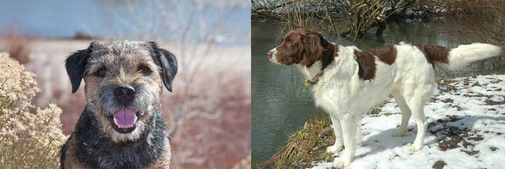 Drentse Patrijshond vs Border Terrier - Breed Comparison