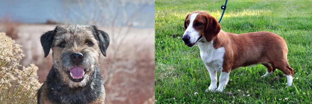 Drever vs Border Terrier - Breed Comparison