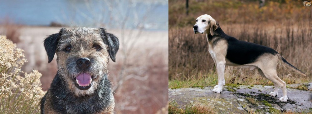 Dunker vs Border Terrier - Breed Comparison