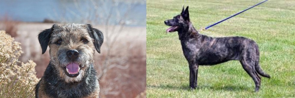 Dutch Shepherd vs Border Terrier - Breed Comparison