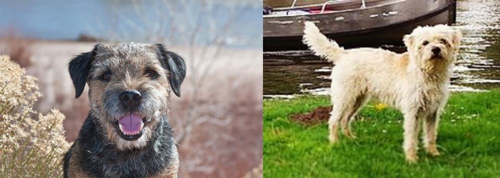 Dutch Smoushond vs Border Terrier - Breed Comparison