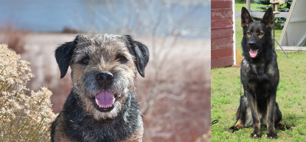East German Shepherd vs Border Terrier - Breed Comparison