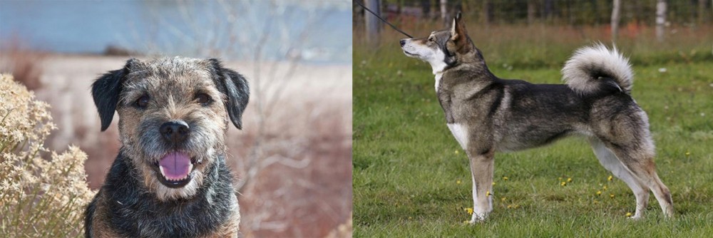 East Siberian Laika vs Border Terrier - Breed Comparison