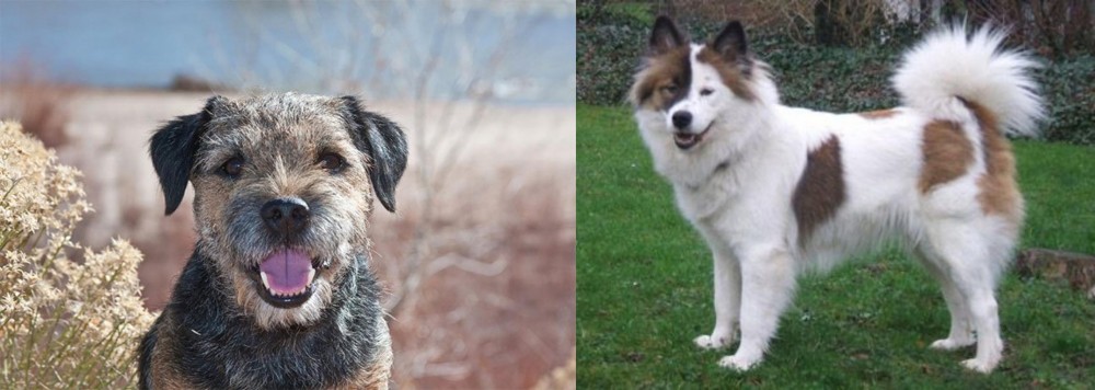 Elo vs Border Terrier - Breed Comparison