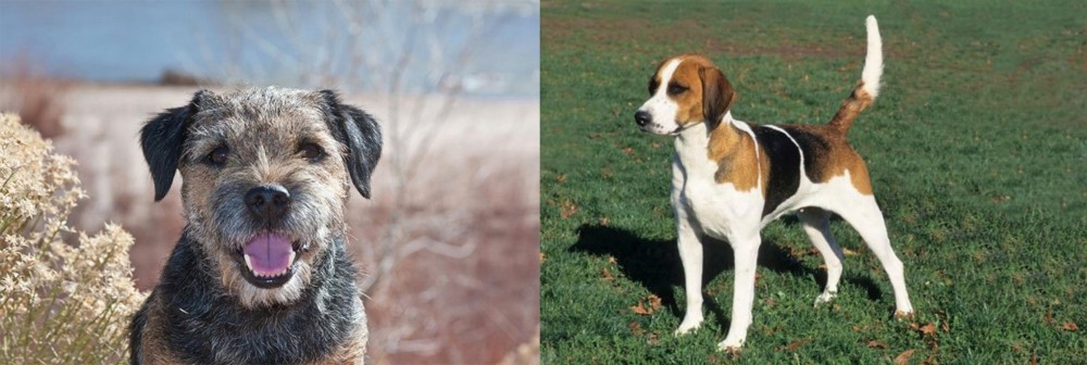 English Foxhound vs Border Terrier - Breed Comparison