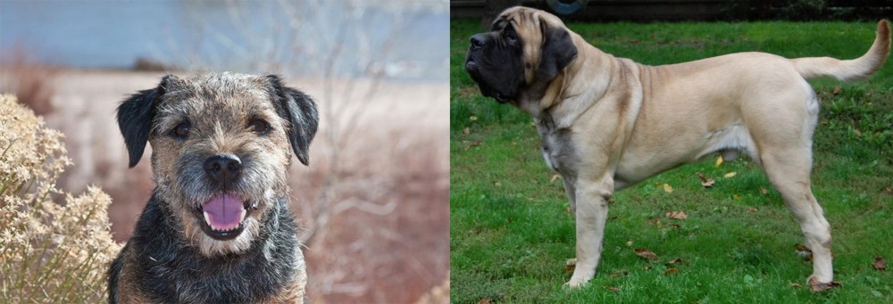 English Mastiff vs Border Terrier - Breed Comparison