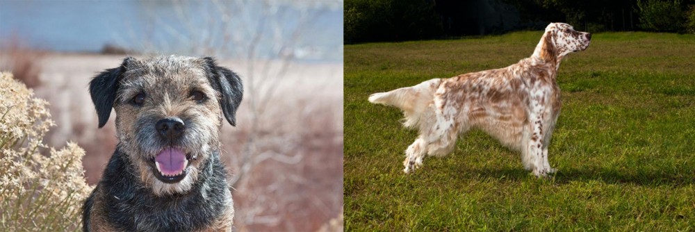 English Setter vs Border Terrier - Breed Comparison