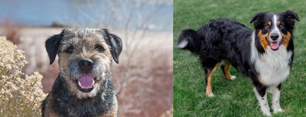 English Shepherd vs Border Terrier - Breed Comparison
