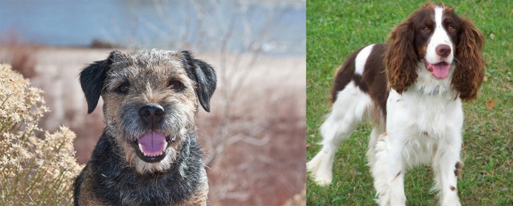 English Springer Spaniel vs Border Terrier - Breed Comparison