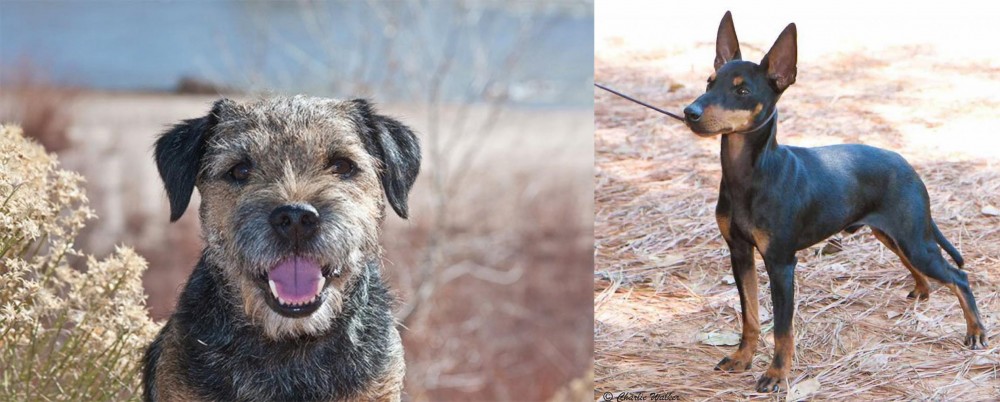English Toy Terrier (Black & Tan) vs Border Terrier - Breed Comparison