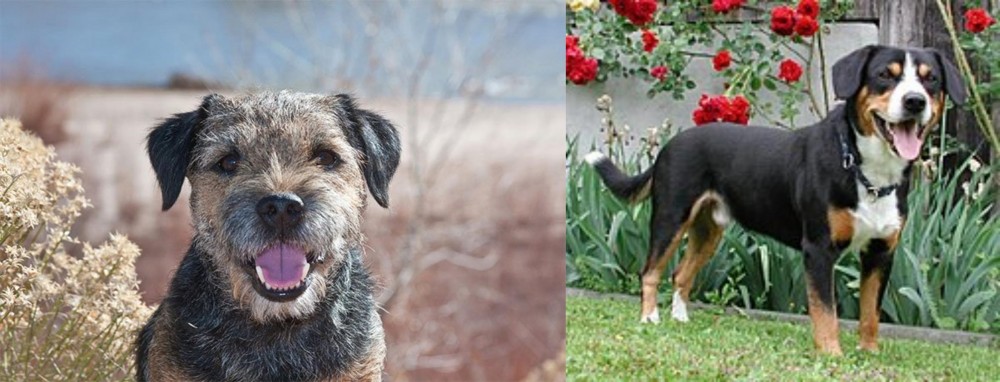 Entlebucher Mountain Dog vs Border Terrier - Breed Comparison