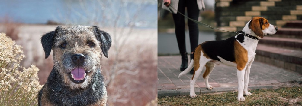 Estonian Hound vs Border Terrier - Breed Comparison