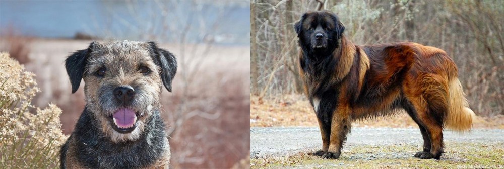 Estrela Mountain Dog vs Border Terrier - Breed Comparison