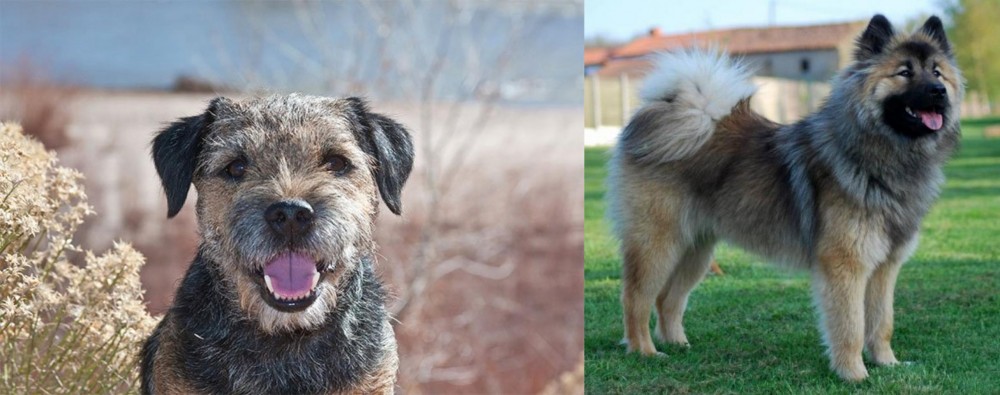 Eurasier vs Border Terrier - Breed Comparison