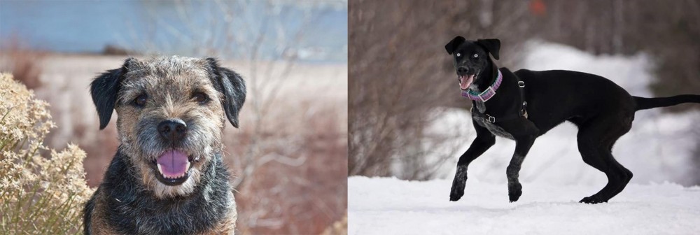 Eurohound vs Border Terrier - Breed Comparison