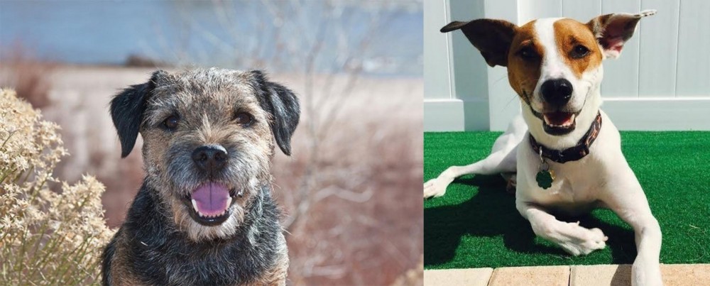 Feist vs Border Terrier - Breed Comparison