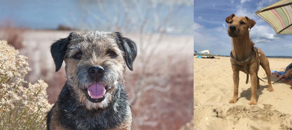 Fell Terrier vs Border Terrier - Breed Comparison