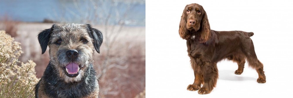 Field Spaniel vs Border Terrier - Breed Comparison