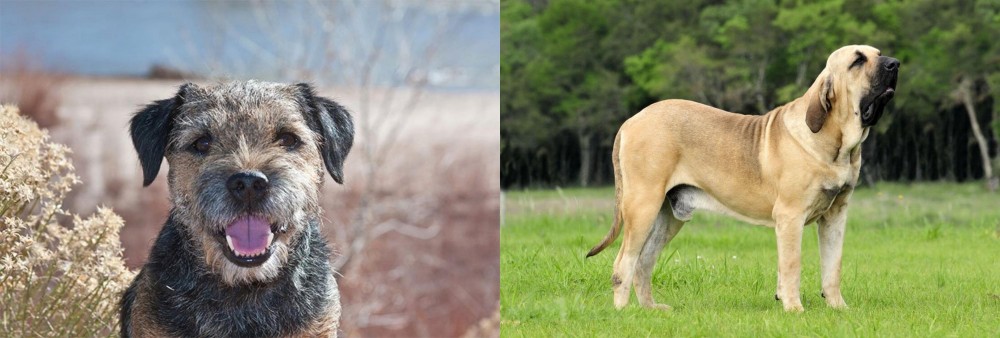 Fila Brasileiro vs Border Terrier - Breed Comparison