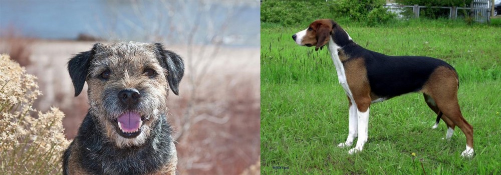 Finnish Hound vs Border Terrier - Breed Comparison