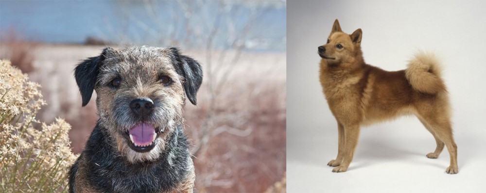 Finnish Spitz vs Border Terrier - Breed Comparison