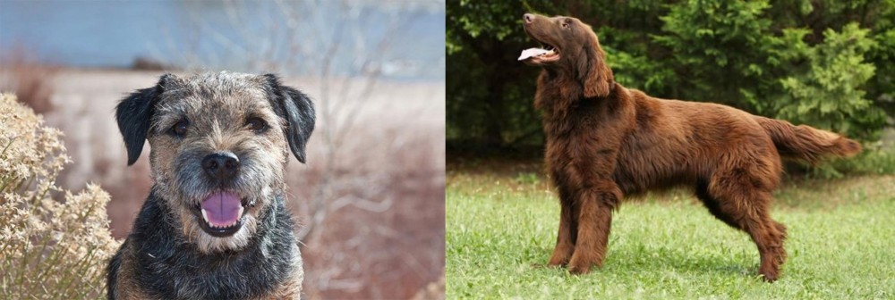 Flat-Coated Retriever vs Border Terrier - Breed Comparison