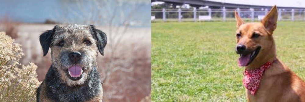 Formosan Mountain Dog vs Border Terrier - Breed Comparison