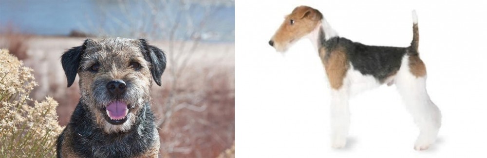 Fox Terrier vs Border Terrier - Breed Comparison