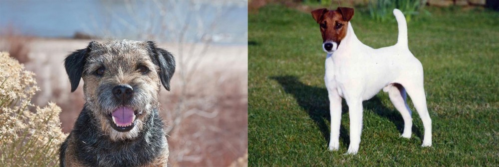 Fox Terrier (Smooth) vs Border Terrier - Breed Comparison