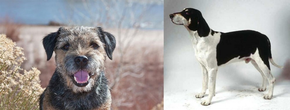 Francais Blanc et Noir vs Border Terrier - Breed Comparison