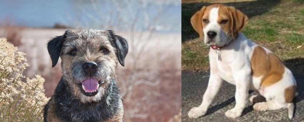 Francais Blanc et Orange vs Border Terrier - Breed Comparison