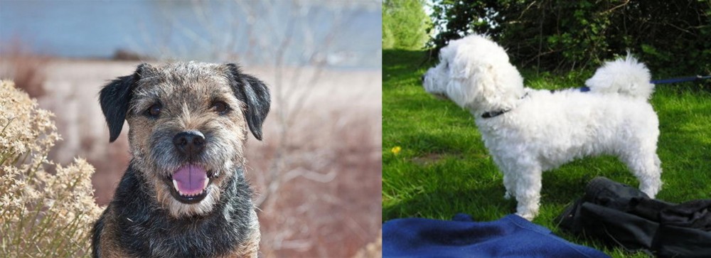 Franzuskaya Bolonka vs Border Terrier - Breed Comparison
